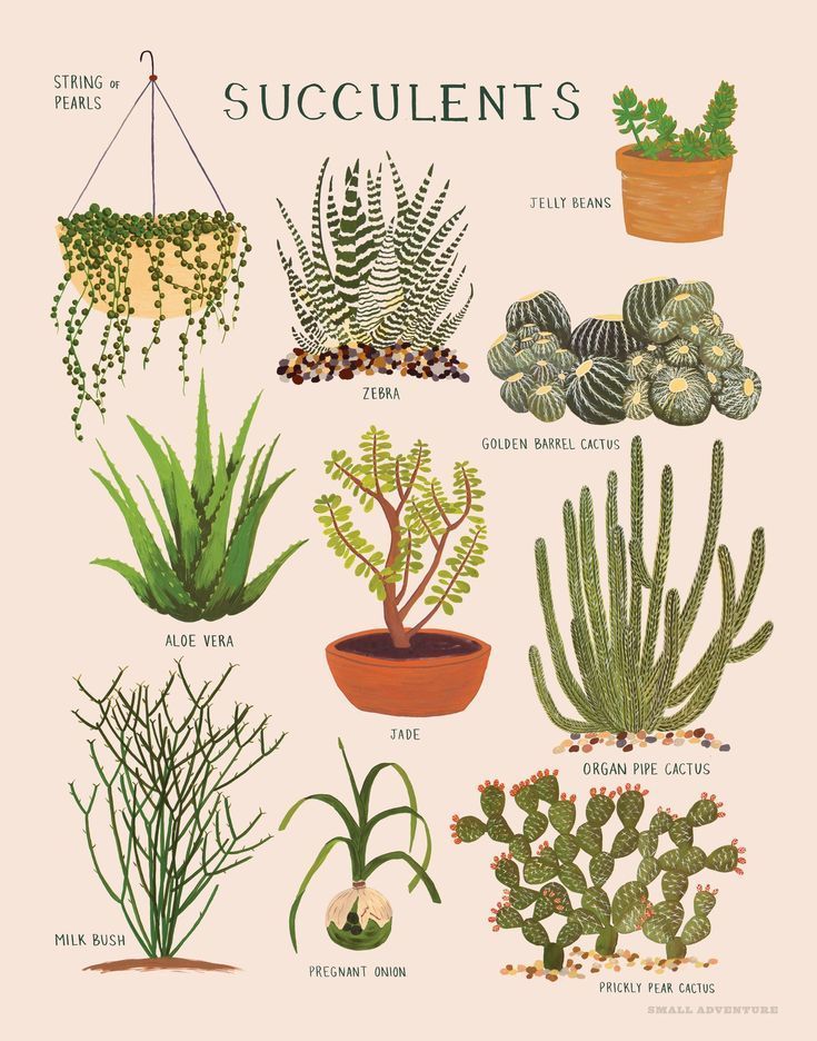 97 Best Indoor Succulents images in 2019 | Succulents, Plants, Planting succulents -   13 planting Illustration succulents ideas