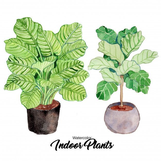 Watercolor Indoor Plants | Download now Premium vectors on Freepik -   13 planting Illustration succulents ideas
