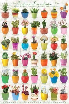 Cactus & Succulents Collage Posters at AllPosters.com -   13 planting Illustration succulents ideas