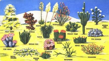 13 planting Illustration succulents ideas