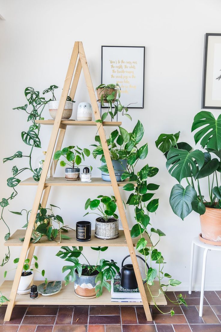 Ladder Bookshelf -   13 plants Wallpaper ideas