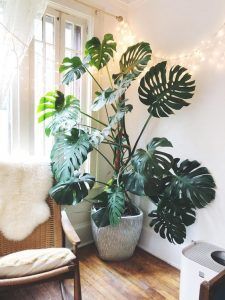 15 Indoor Plants That Don't Need Sunlight - Kisses for Breakfast -   13 plants Wallpaper ideas