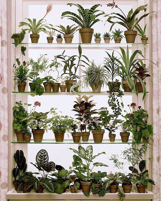 Potted Plants On Shelves by Wiliam Grigsby -   14 planting Apartment shelves ideas