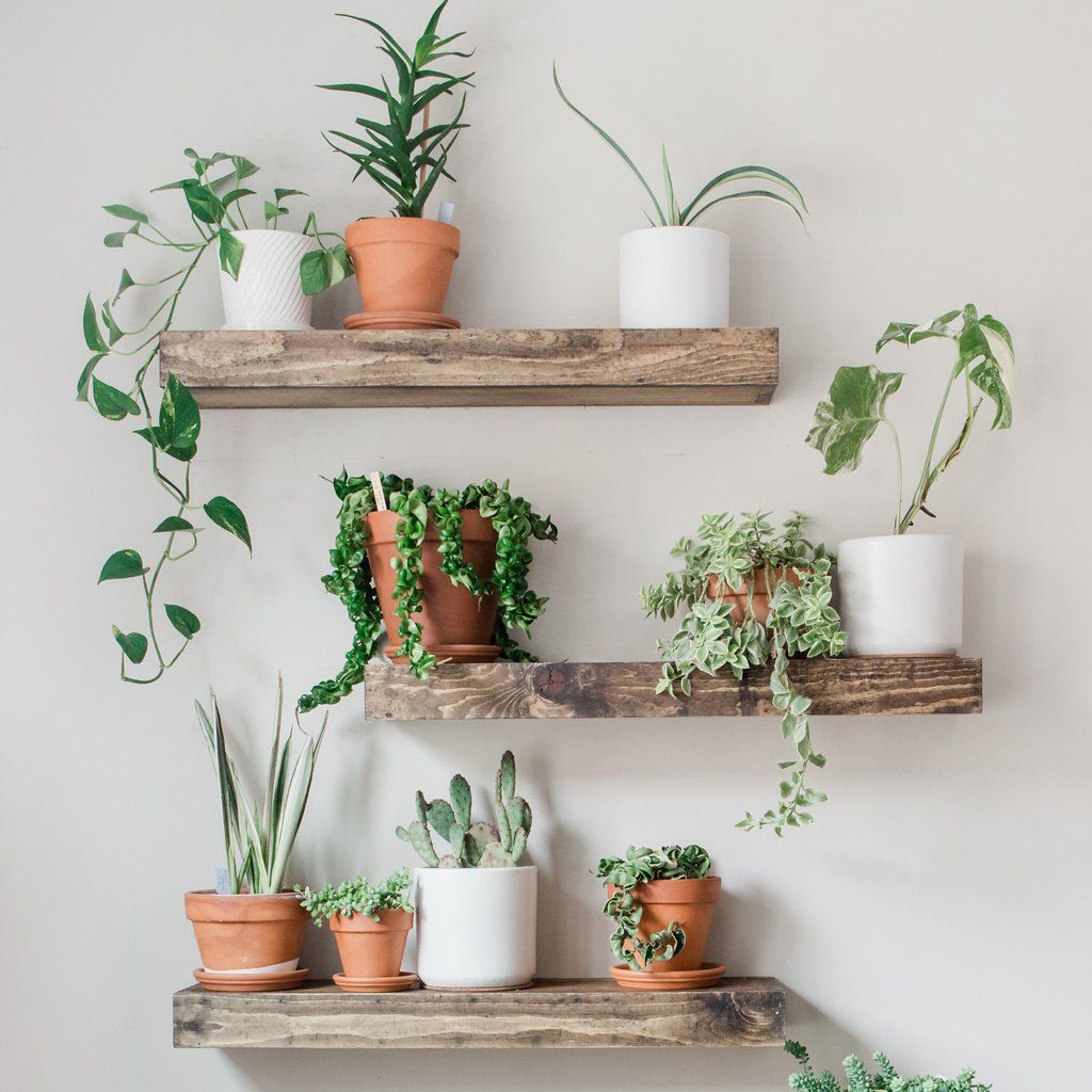 14 planting Apartment shelves ideas