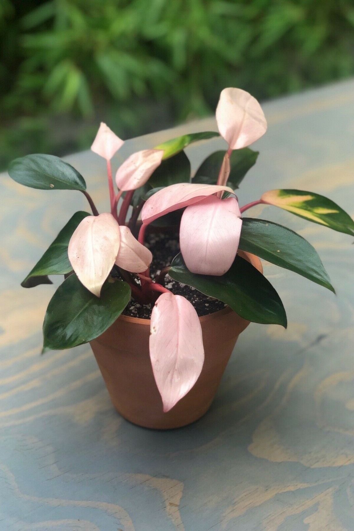 Pink Congo Philodendron Super Rare Aroid Pink Plants -   15 plants Pictures flower ideas