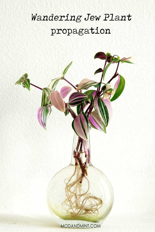 How to Care for an Indoor Wandering Jew plant - Tradescantia -   15 plants Pictures flower ideas