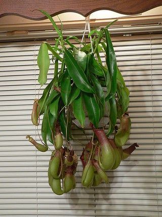 Nepenthes Pitcher Plant Potting Mix From Scratch -   15 plants Pictures flower ideas