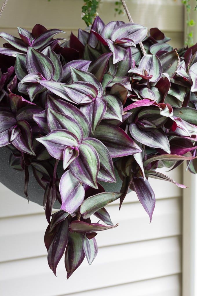 How to Care for a Wandering Jew Plant: Wandering Jew Care Tips -   15 plants Pictures flower ideas