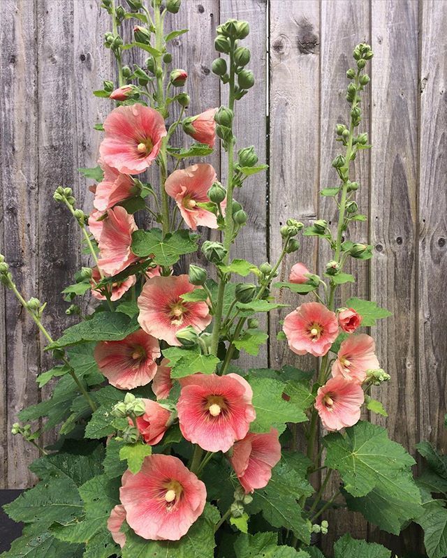 The hollyhocks mix it up colourwise every year  This is one of the new shades -   15 plants Pictures flower ideas