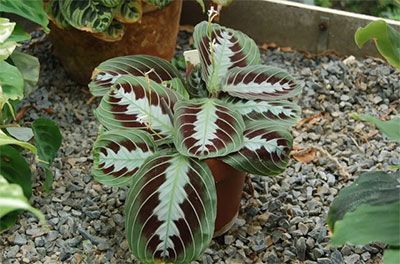 How To Care For The Beautiful Prayer Plant -   15 plants Pictures flower ideas