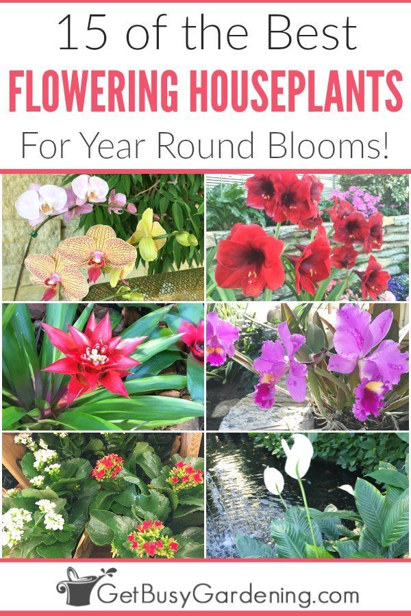 15 Of The Best Flowering Houseplants -   16 planting Indoor flowers ideas