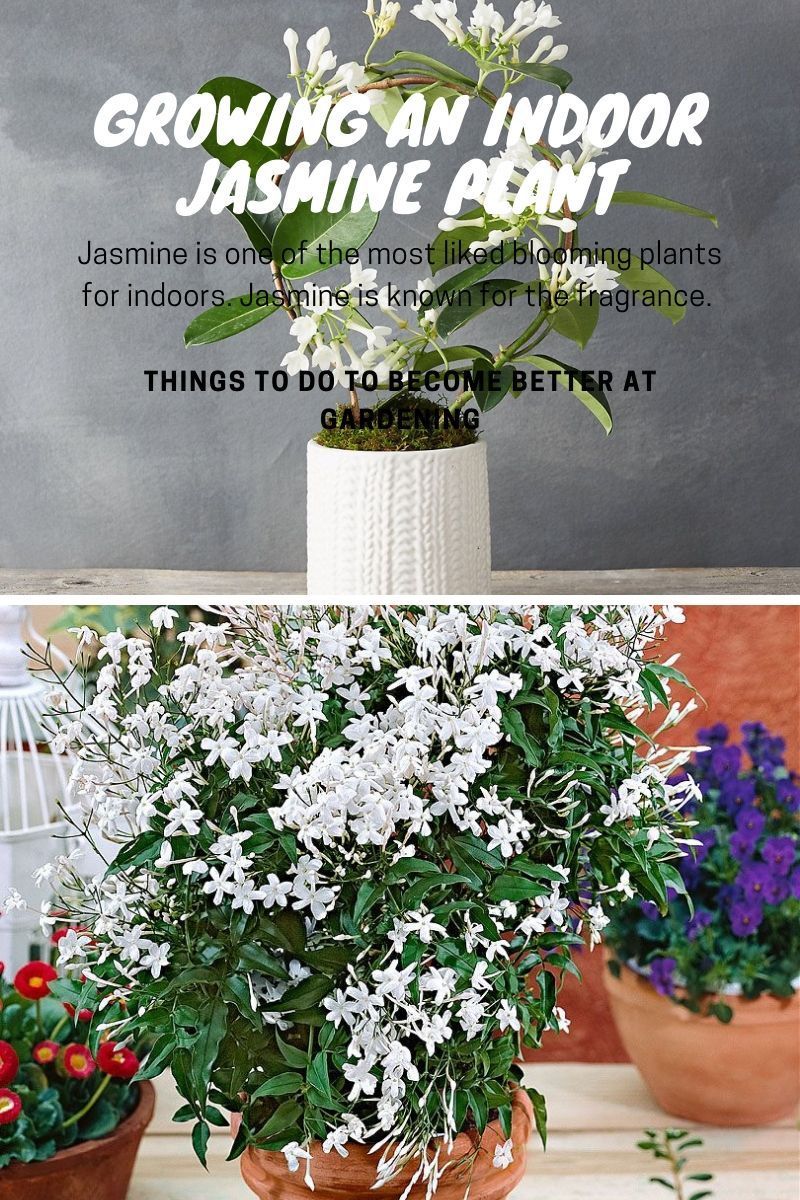 Growing an Indoor Jasmine Plant -   16 planting Indoor flowers ideas