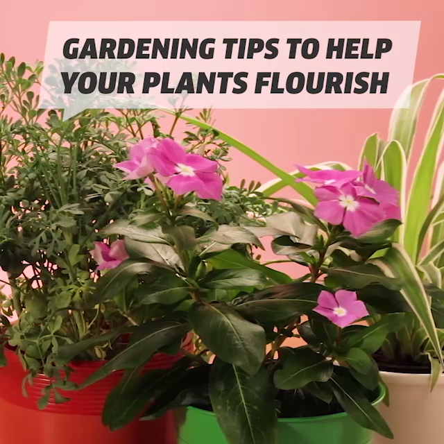 Gardening Tips To Help Your Plants Flourish рџ?Ќ -   16 planting Indoor flowers ideas