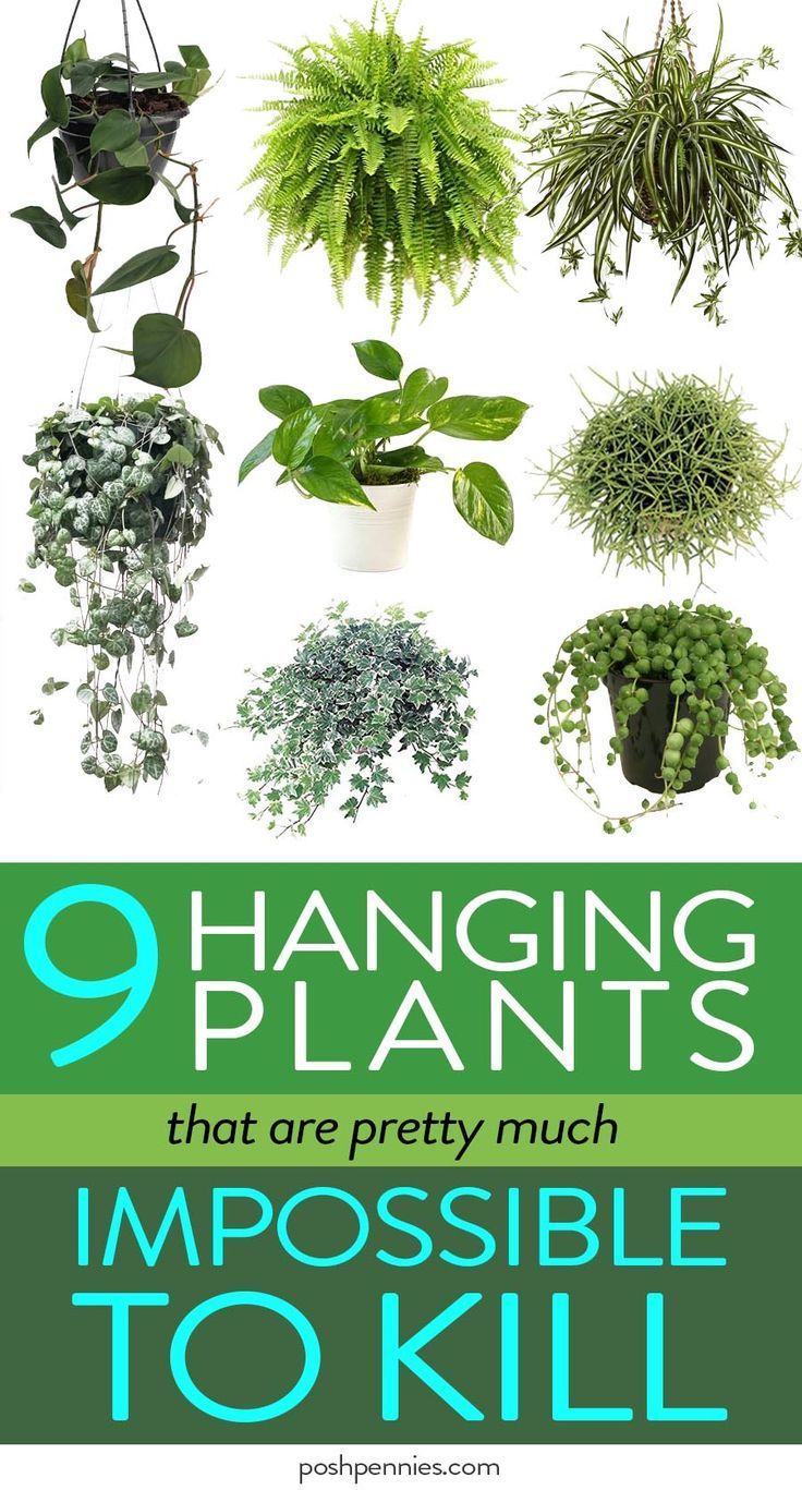 The Best 9 Indoor Hanging Plants Even A Beginner Won't Kill | Posh Pennies -   16 planting Indoor flowers ideas