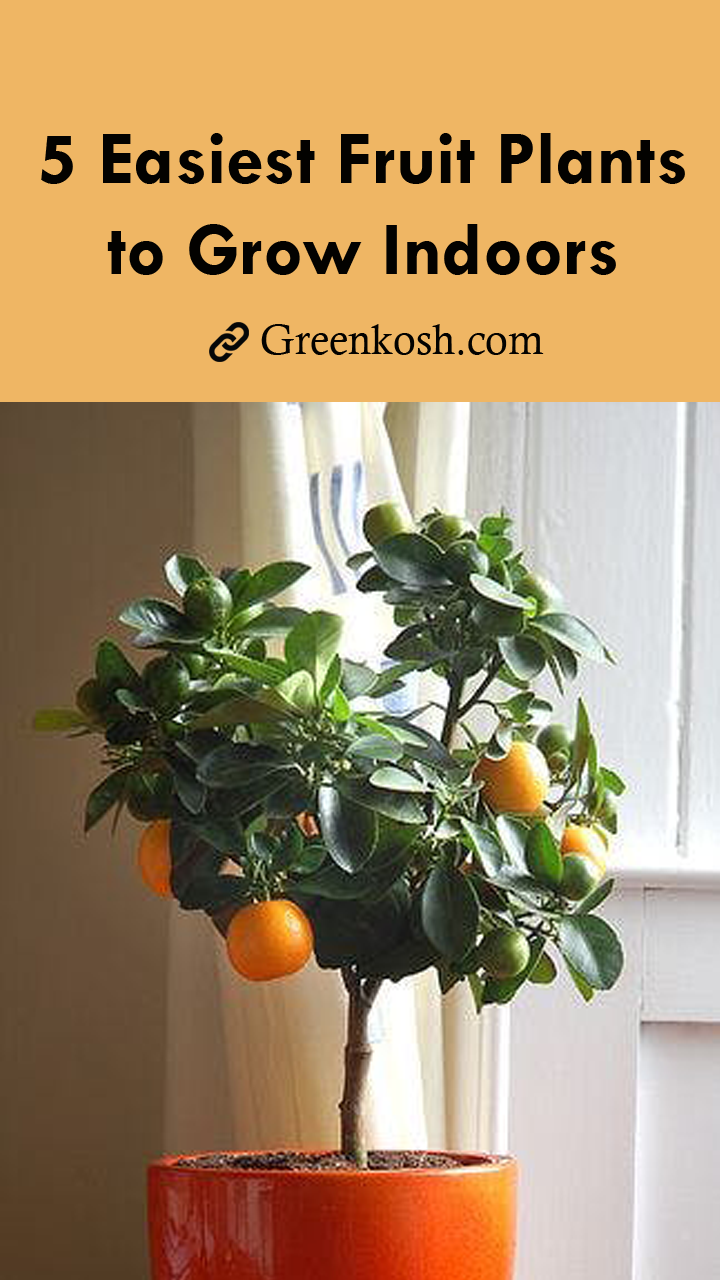 Indoor Fruit Plants -   16 planting Indoor flowers ideas
