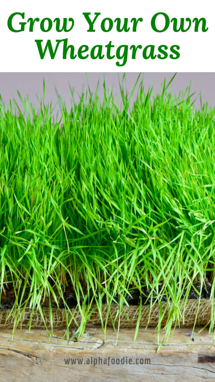 Grow your own wheatgrass -   16 planting Indoor flowers ideas