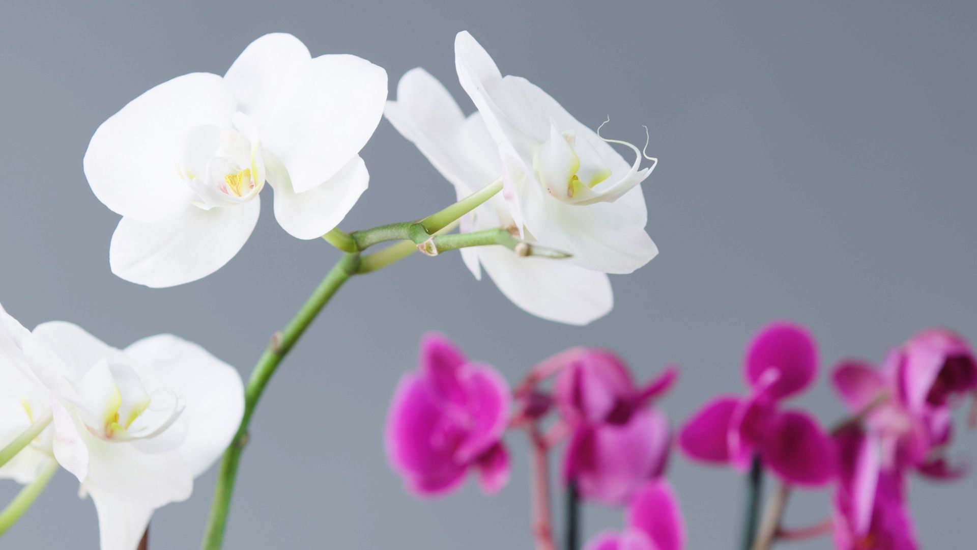 How to Care for Orchids -   16 planting Indoor flowers ideas