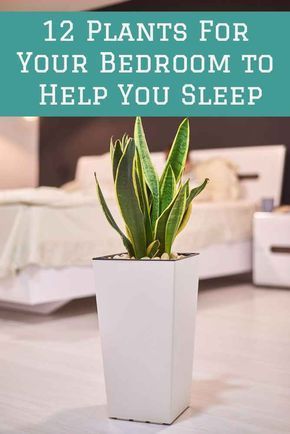 12 Bedroom Plants To Purify The Air & Improve Your Sleep -   16 planting Indoor flowers ideas