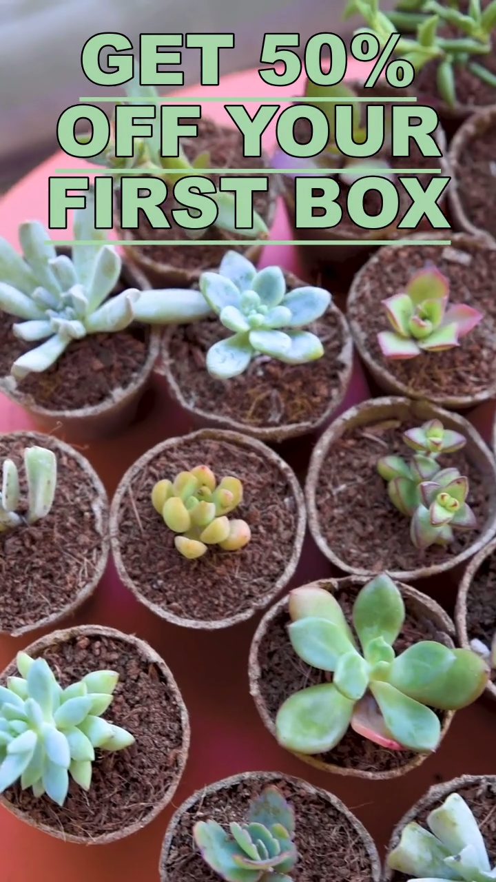 Succulent Subscription Box -   16 planting Indoor flowers ideas