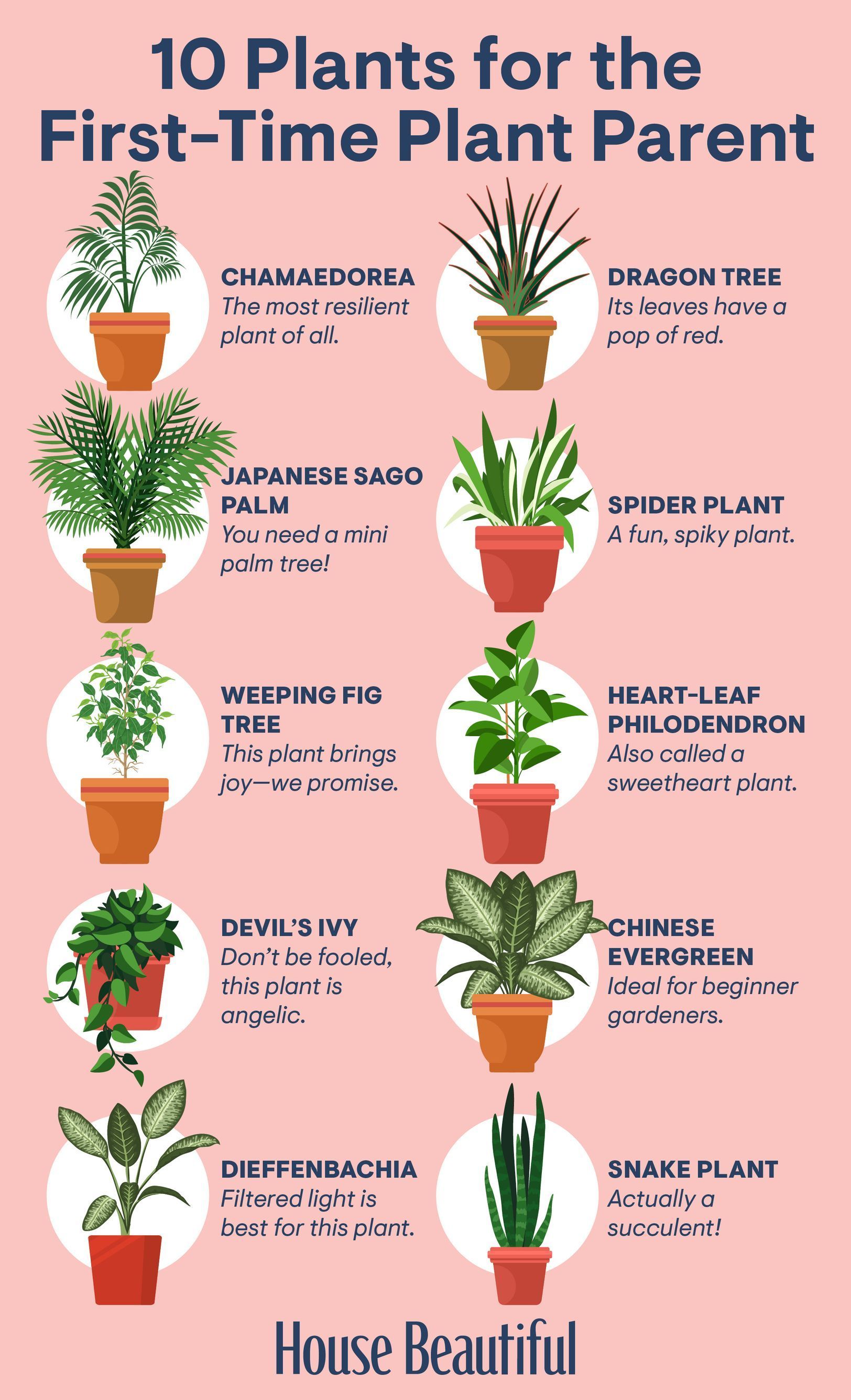Houseplants That Are Perfect for Gardening Beginners -   16 planting Indoor flowers ideas