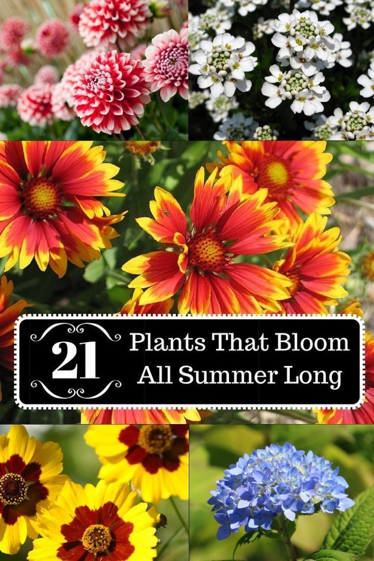 21 Plants That Bloom All Summer Long -   16 planting summer ideas