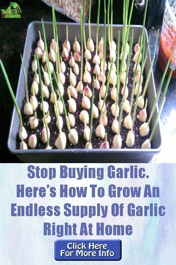 Plants - Even if we put all of the health benefits garlic provides aside, we're still left with that -   16 planting summer ideas