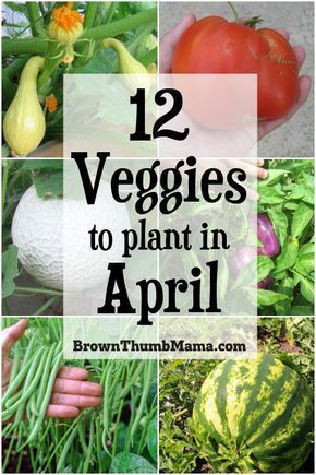 12 Vegetables to Plant in April {Zone 9} -   16 planting summer ideas