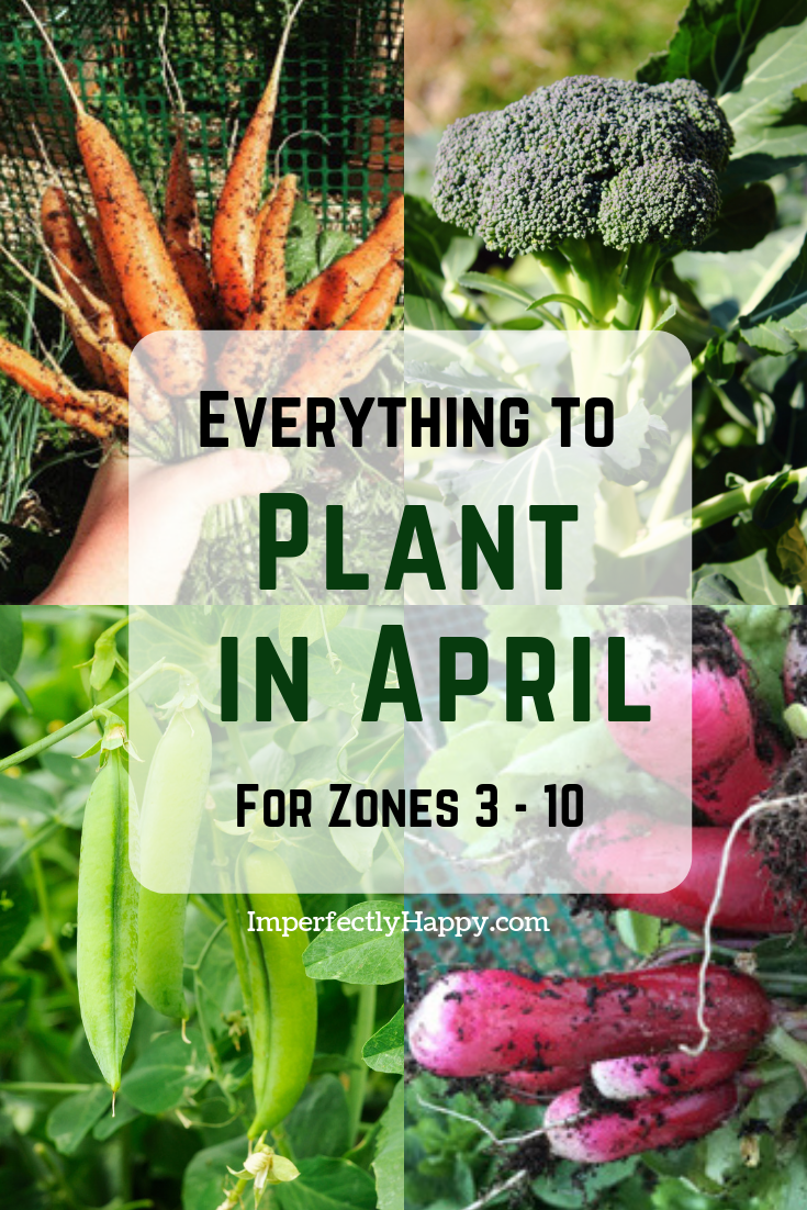 Everything to Plant in April by Zone -   16 planting summer ideas
