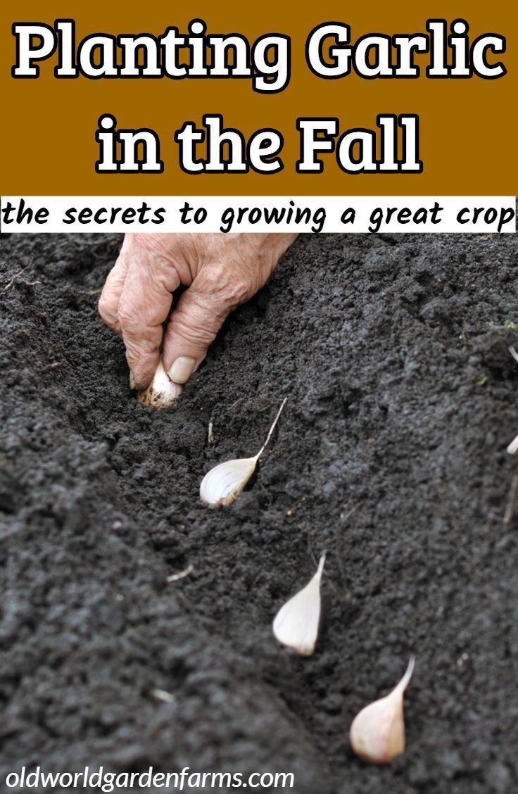 Planting Garlic In The Fall - The Secrets To Growing A Great Crop! -   16 planting summer ideas