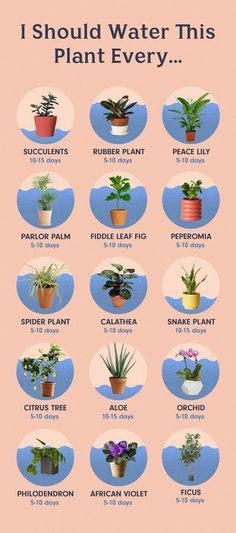 Indoor Gardens For Your Home -   16 planting summer ideas