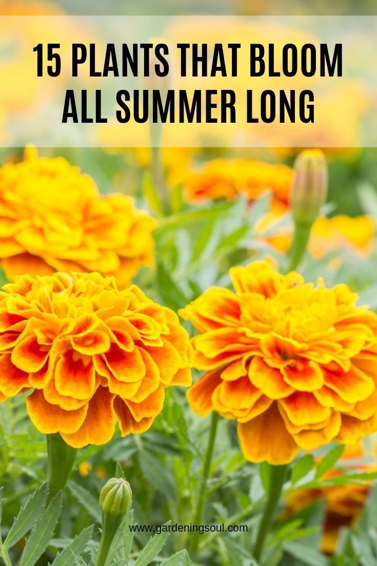 15 Plants That Bloom All Summer Long -   16 planting summer ideas