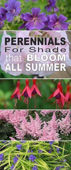 Perennials For Shade That Bloom All Summer -   16 planting summer ideas