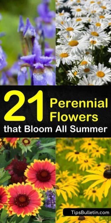 21 Perennial Flowers that Bloom All Summer - Even from Spring to Fall -   16 planting summer ideas