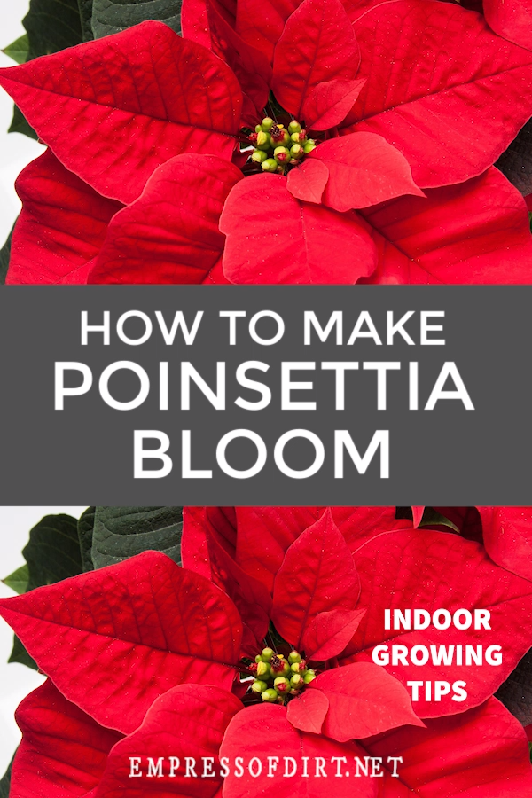 How to Make Poinsettia Bloom -   16 plants for planters ideas