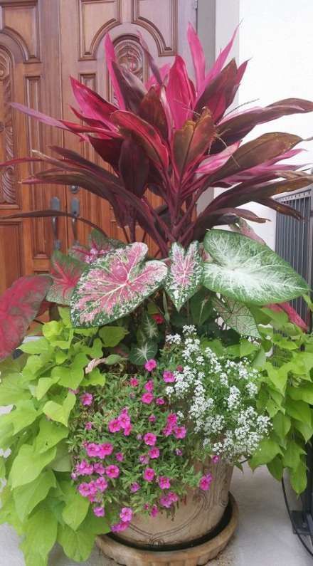 Super plants tropical planters 47 Ideas -   16 plants for planters ideas