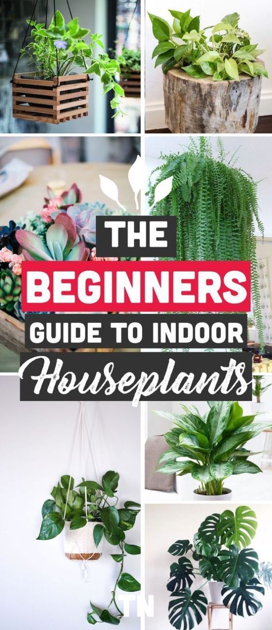 The Best Indoor Plants for Clean Air And Low Light Settings + 15 Planter Ideas -   16 plants for planters ideas