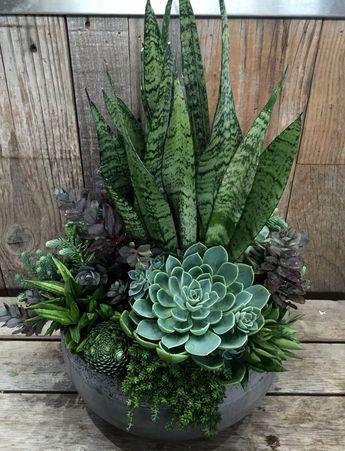 Top 5 Care Tips for Happy and Healthy Succulents | Garden Tips | West Coast Gardens -   16 plants for planters ideas