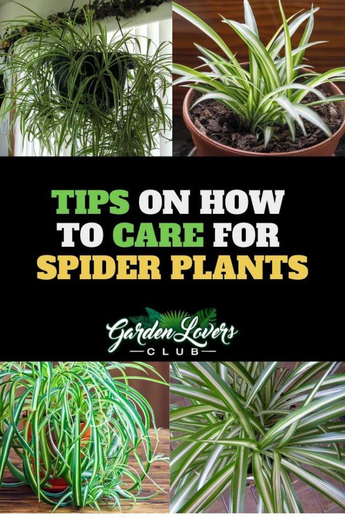 Spider Plant Care: Tips on How to Care for a Spider Plant -   16 spider plants Hanging ideas