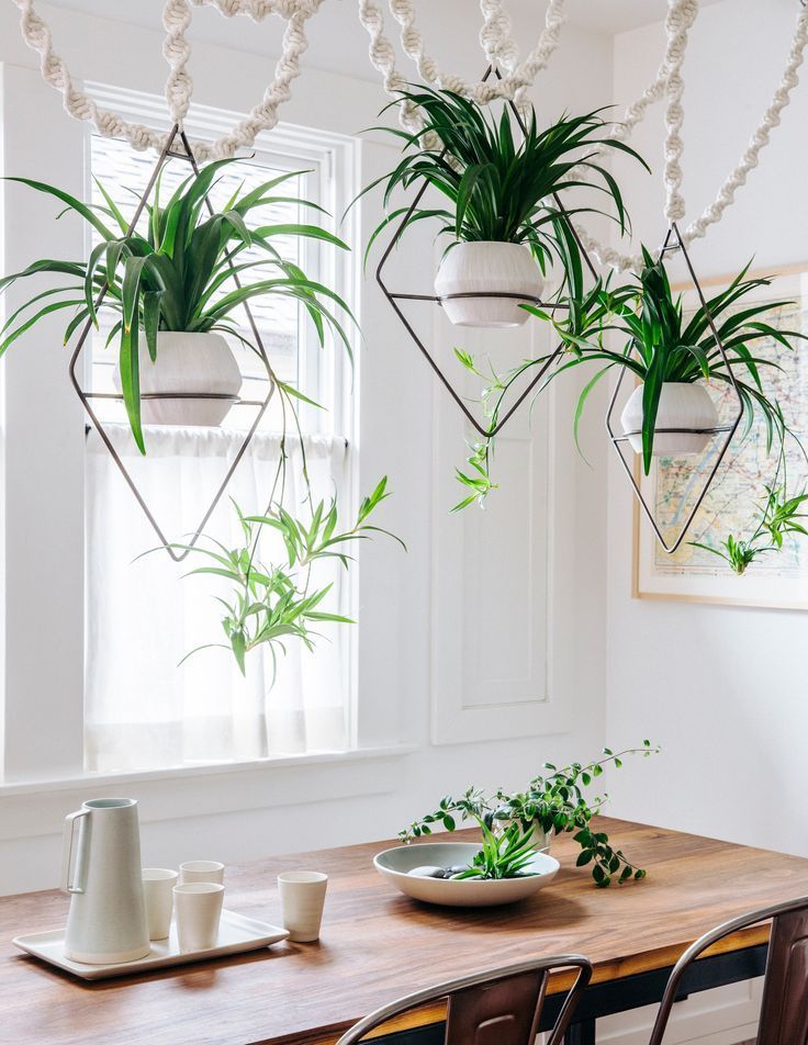 Designing with Potted Plants -   16 spider plants Hanging ideas