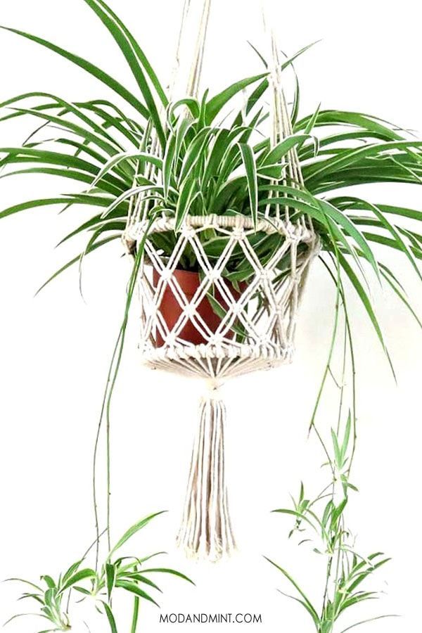The Best Indoor Hanging Plants - Low Maintenance Care & Hard to Kill -   16 spider plants Hanging ideas