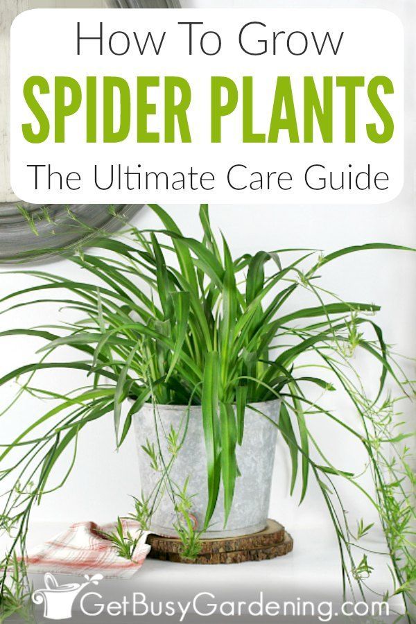 How To Grow Spider Plants: The Ultimate Care Guide -   16 spider plants Hanging ideas