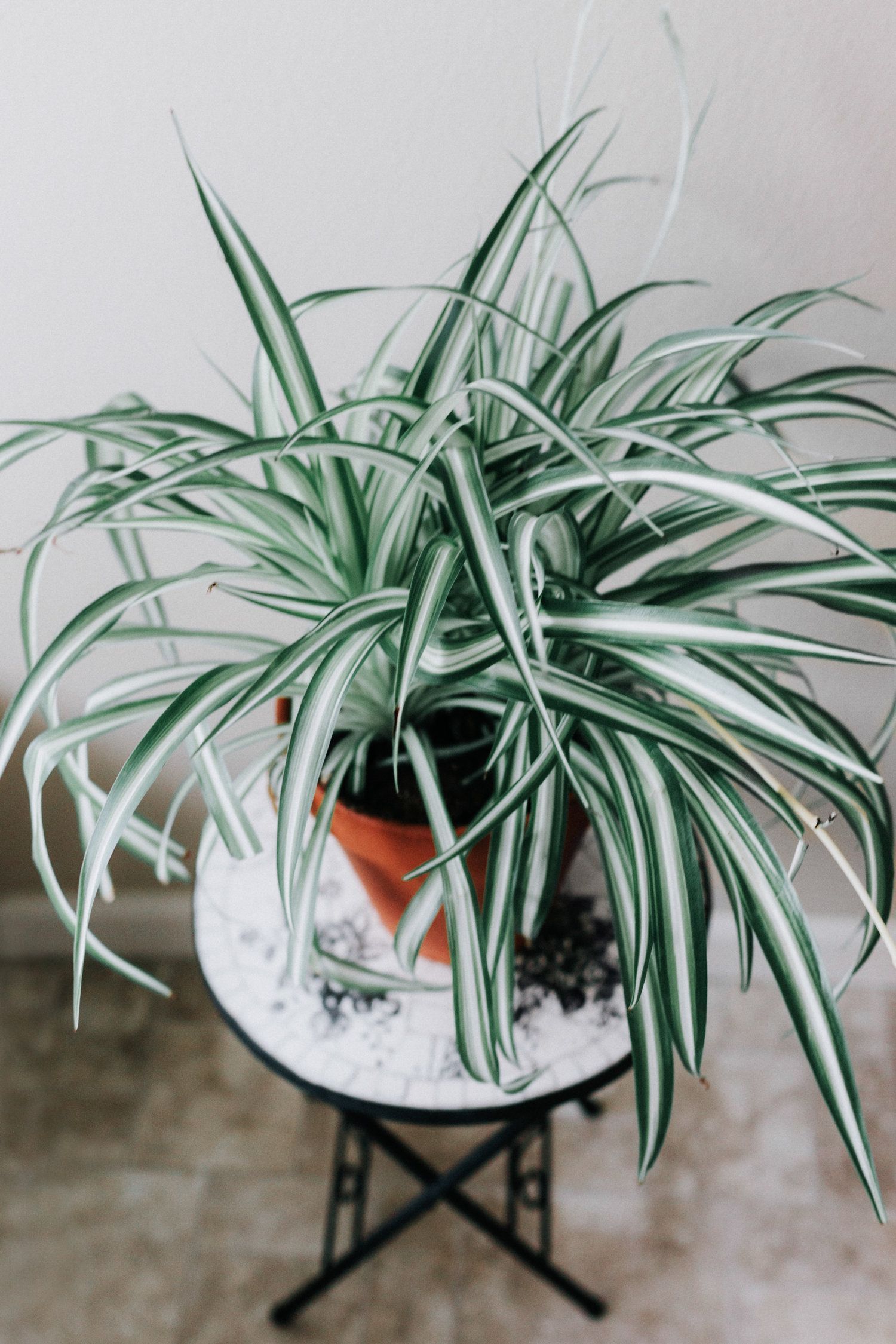 Spider Plant (Chlorophytum comosum) - Dusty Hegge | Host of Grow Well Podcast and Houseplant Course Creator -   16 spider plants Hanging ideas