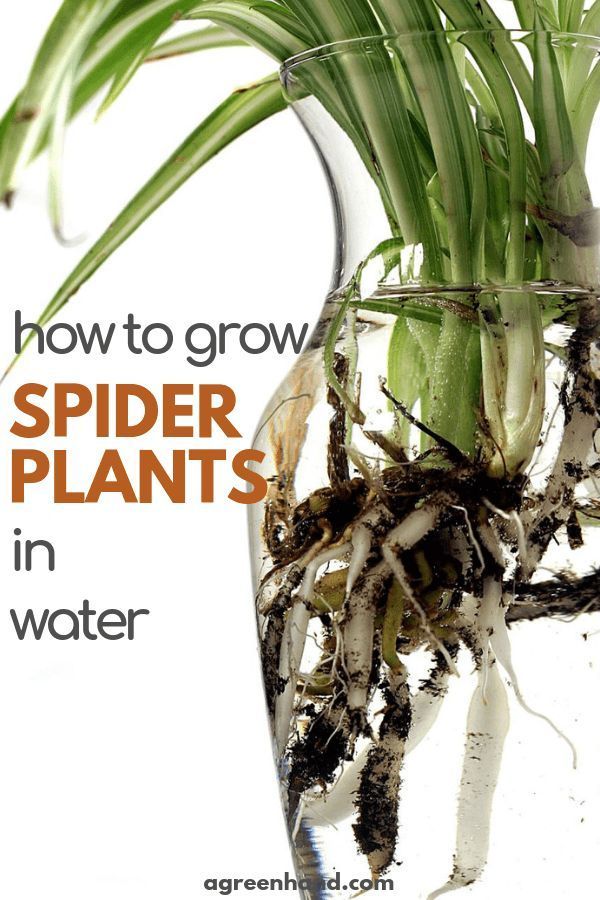How to Grow Spider Plants in Water -   16 spider plants Hanging ideas
