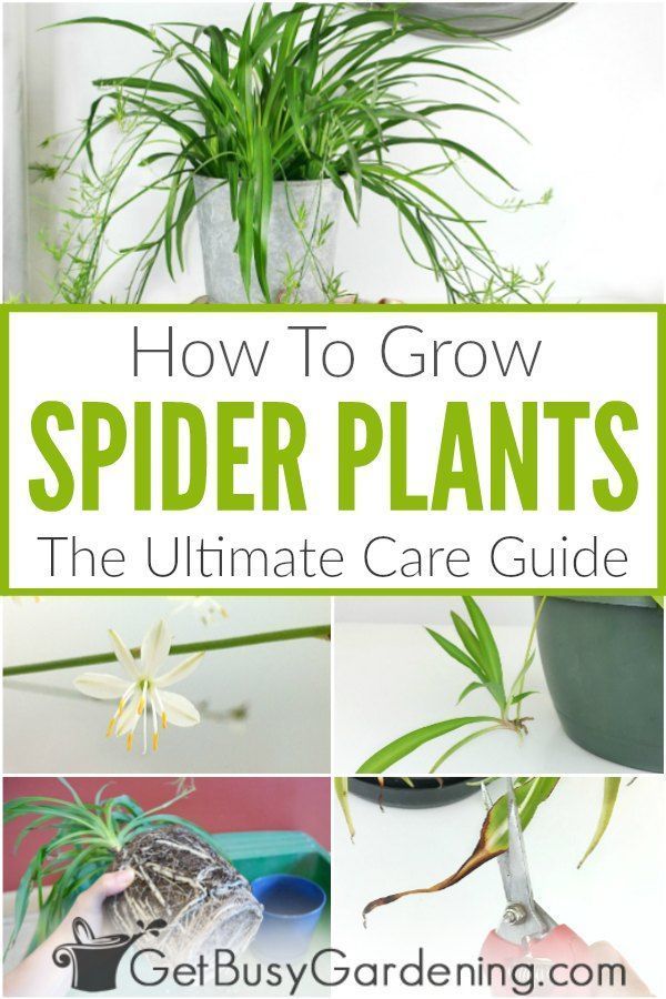 How To Grow Spider Plants: The Ultimate Care Guide -   16 spider plants Hanging ideas