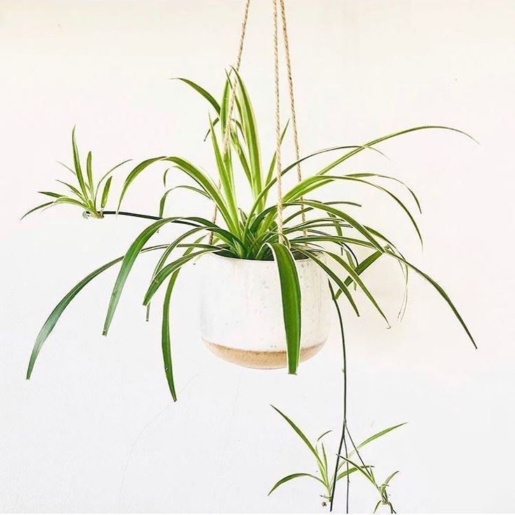 spider plant hanging plants plant babies green foliage plants leaves cute pots f... -   16 spider plants Hanging ideas