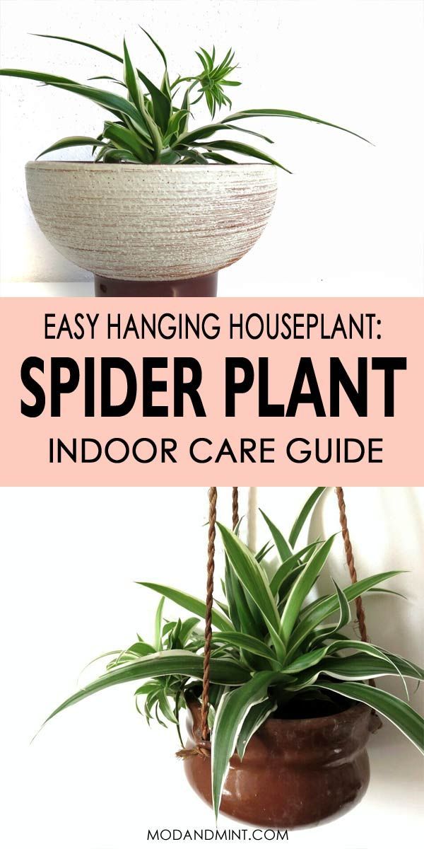 Spider Plant: How to Grow and Care for a Chlorophytum comosum -   16 spider plants Hanging ideas