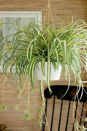 23 of Our Favorite Low-Light Houseplants -   16 spider plants Hanging ideas