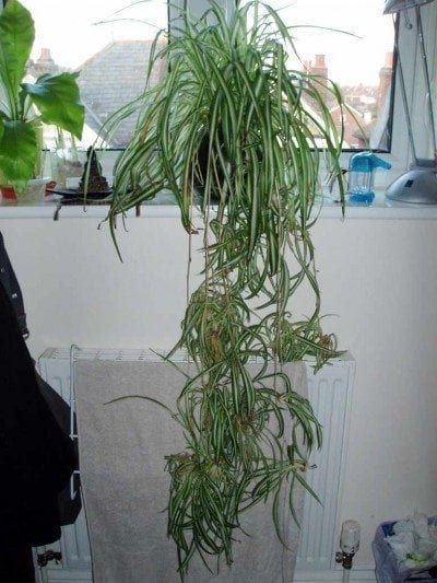 Pruning Spider Plants – How To Trim Spider Plant Leaves -   16 spider plants Hanging ideas