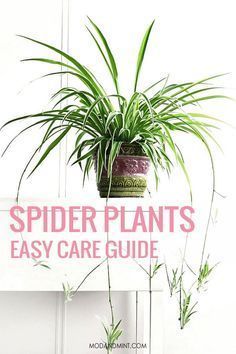 Indoor Gardens For Your Home -   16 spider plants Hanging ideas