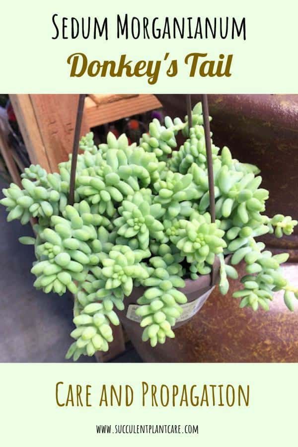 Sedum Morganianum-Donkey's Tail Care and Propagation - Succulent Plants and Care -   17 planting Green planters ideas